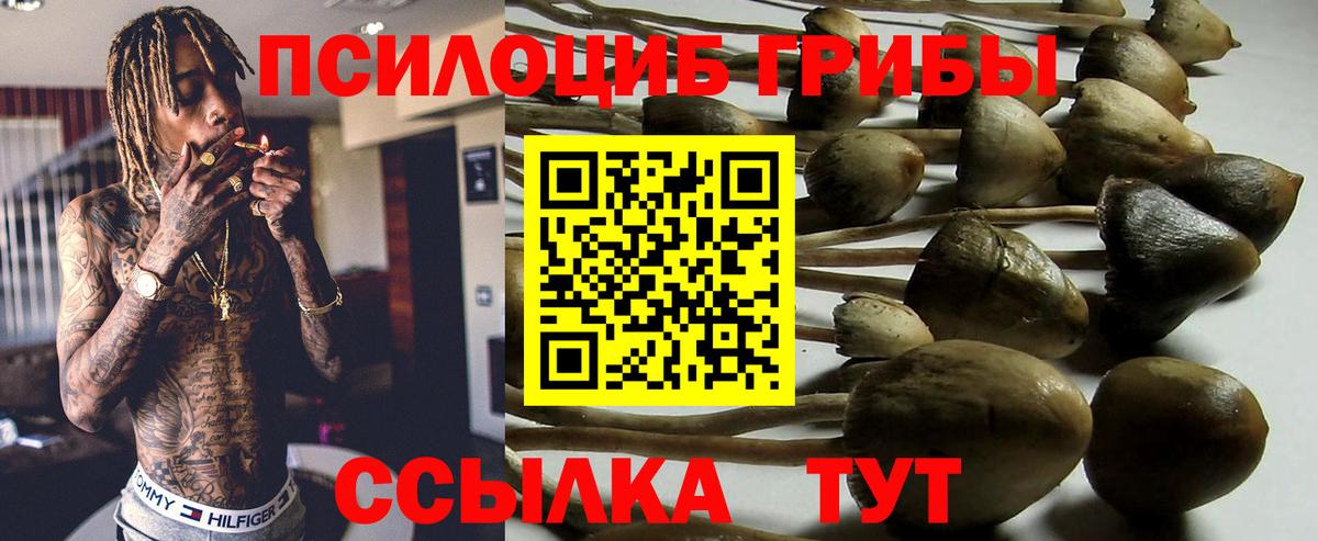 Псилоцибиновые грибы Psilocybine cubensis Гусиноозёрск